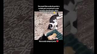 Una Mamá Gata Perdió a Su Bebé… Hasta Que Encontró a Este Gatito Naranja [upl. by Irej]