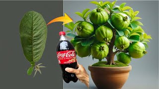 Guava propagation with garlic and coca cola combination stimulates rapid plant growth [upl. by Elsy]