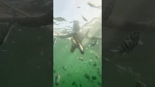 Scuba dive at Charna Island Shot with insta360 OneX2 [upl. by Ygief]