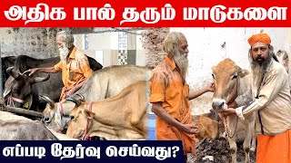 How to select a good Cow  Best Cow Breeds for Milk  மாடுகளை எப்படி தேர்வு செய்வது  Moravasal [upl. by Wallache304]