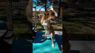 Dog Born with Deformed Legs Gets Prosthetics thekoala animals dogs shorts doglover farmanimal [upl. by Nelleoj]