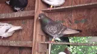 Roller Pigeons ZLS Video 8 [upl. by Bandler]