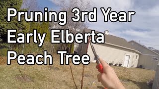 Pruning 3rd Year quotEarly Elbertaquot Peach Tree [upl. by Herminia821]