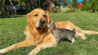 Kitten Keeps Cuddling Golden Retriever Until He Gives In [upl. by Hazrit]