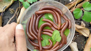 Wow lets hunt for red Luwing millipedes wow its exciting to get lots of millipedes [upl. by Esenej]