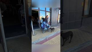 This woman lifts the dog into the baby stroller😥shorts [upl. by Mcknight]