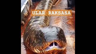 ULAR RAKSASA TERBESAR [upl. by Aysahc]