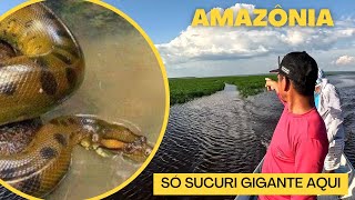 OLHA ISSO 🐍🐍 RASTRO das SUCURI GIGANTES  Anaconda as MAIORES já vista na maior SECA do AMAZONAS [upl. by Solley]