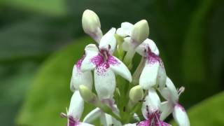 Pseuderanthemum reticulatum [upl. by Edison]