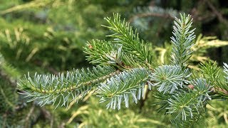 Mountain Tara  Pančićeva omorika Picea omorika [upl. by Yarb]