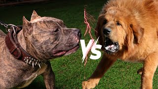 Tibetan Mastiff vs Pitbull shorts dog dogbreeds [upl. by Elyod489]