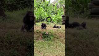 Chimpanzees sunbathing  Chimps relaxing [upl. by Rockwell]