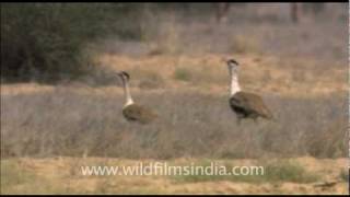 Great Indian Bustards in Rajasthan [upl. by Seavir557]