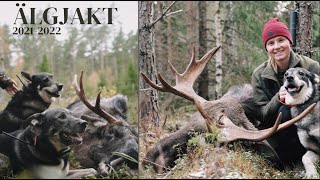 Älgjakten 20212022  Moose Hunting Sweden [upl. by Allista]