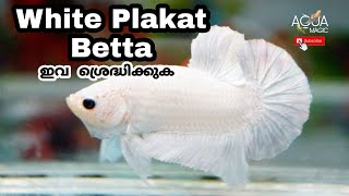 Plakat Betta malayalam  plakat betta breeding malayalam  betta fish malayalam  AQUA MAGIC  EP13 [upl. by Annahsal]