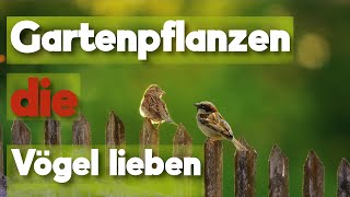 21 Gartenpflanzen für Vögel [upl. by Maitland]