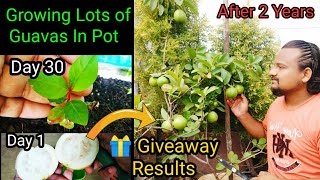 How To Grow Guava In Pot From Seed To Harvest  Two Years Updates  Giveaway Results [upl. by Iaverne997]