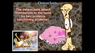 Osteoclasts  Everything You Need To Know  Dr Nabil Ebraheim [upl. by Tyrus]