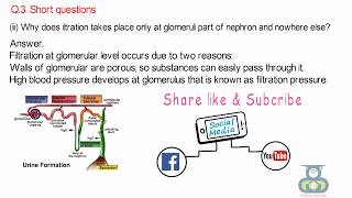 Why does filtration takes place only at glomeruli part of nephron and nowhere else [upl. by Aleusnoc791]