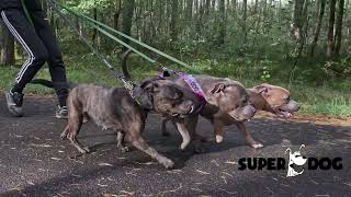 Staffordshire Bull Terrier  presents SuperDog acessories [upl. by Steep]