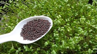 How to Grow Microgreens  Mustard Microgreens Two Different Methods [upl. by Regine905]