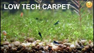 How I Carpeted This Cheap Nano Tank FAST With This Amazing Plant That Is EASY TO FIND [upl. by Odrude]