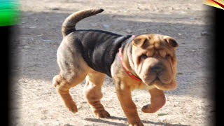 Shar pei Dog breed your perfect pet [upl. by Aiepoissac]