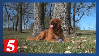 Gallatin dog and owner featured in Purina Tractor Supply Super Bowl commercial [upl. by Del]