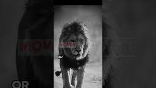 Best Motivational Quotesmotivation motivationalquoteshustleharder lion lionmindset [upl. by Renard]