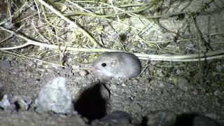 Little pocket mouse in the desert is tiny but so cute [upl. by Repmek368]