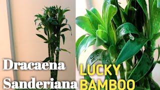 How to care of Dracaena Sanderiana Lucky Bamboo Plant [upl. by Clava]