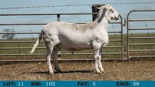 LOT 11 Orrie Cowie 2024 On Property Sale [upl. by Abercromby]