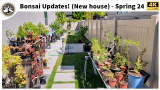 Bonsai Updates  Spring 2024 [upl. by Anal567]