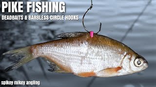 Pike Fishing  Dead Baits amp Barbless Circle hooks [upl. by Ylrevaw]