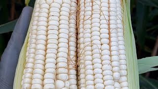 Nutrientes para el cultivo de Maíz🌽🌽maiz elotes [upl. by Rosalind]