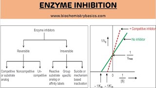 Enzyme Inhibition and Its Types  Enzyme Inhibition  Biochemistry [upl. by Karsten]