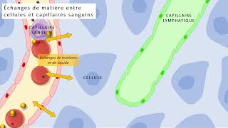 1ST2S  Echanges de matière entre cellules et capillaires sanguins [upl. by Queri]