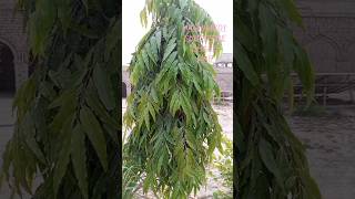 Monoon Longifolium  Ashoka Tree🌲 ShortvideoTrending HashimGD1 [upl. by Noreen423]