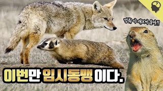 매 시즌마다 임시동맹을 맺는 코요테와 오소리의 공생 이야기 [upl. by Meridith74]