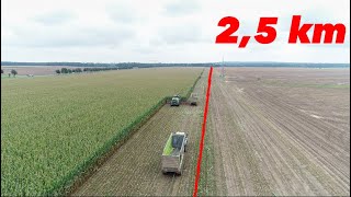 Wir machen Durchsatz am Tag 25 km MAIS Großeinsatz häckseln für die Biogasanlage Fendt Maschinen [upl. by Akemrej]