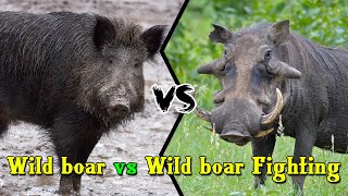 Wild boar vs Wild boar Fighting in The forest [upl. by Meehar]