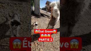 Sauvetage d’un chaton malade Partie 2 animal animals [upl. by Itnavart725]