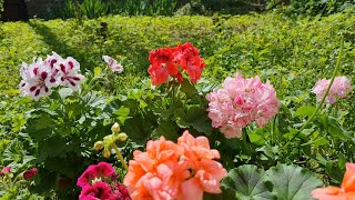 GERANIUM CARE BASICS  GERANIUM TYPES  HOW TO GARDEN [upl. by Aridni]