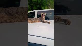 Perfect for all cat lovers AdorableCats FunnyCatMoments CuteCatVideos ❤️ 🐈❤️ August 6 2024 [upl. by Araeic]