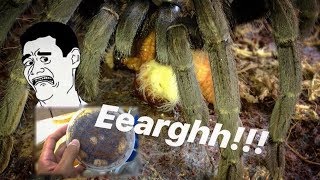 A very very JUICY TARANTULA FEEDING video   Tarantula CANDY [upl. by Mcculloch305]