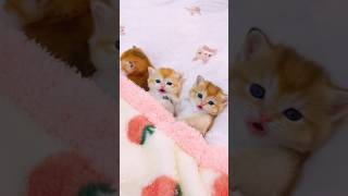 The little kitten is meowing💕😻 meow cute kitten cat [upl. by Pietro175]