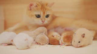 Will Mom Cat Find Out that 1 of Her Kittens is a Hamster👀 [upl. by Asseralc]