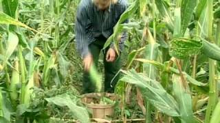 Hairy Vetch and Rye from Vegetable Farmers and their Innovative Cover Cropping Techniques [upl. by Yslehc36]