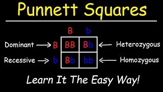 Punnett Squares  Basic Introduction [upl. by Nojel]