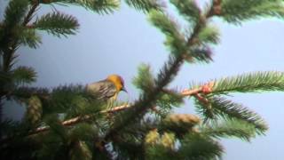 Bullocks Oriole sings and calls [upl. by Birdt]